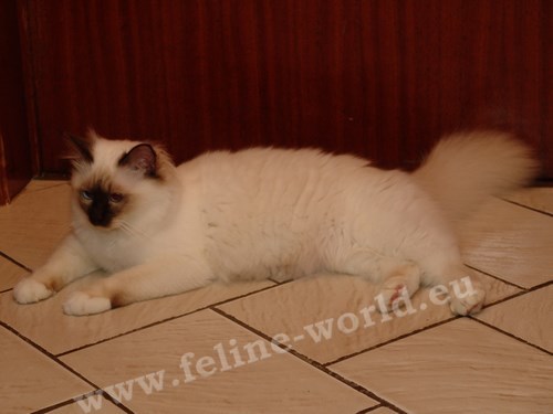 birman_02 (Race)